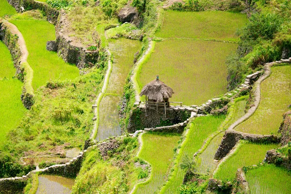 Terraços de arroz nas Filipinas. Cultivo de arroz no Norte — Fotografia de Stock