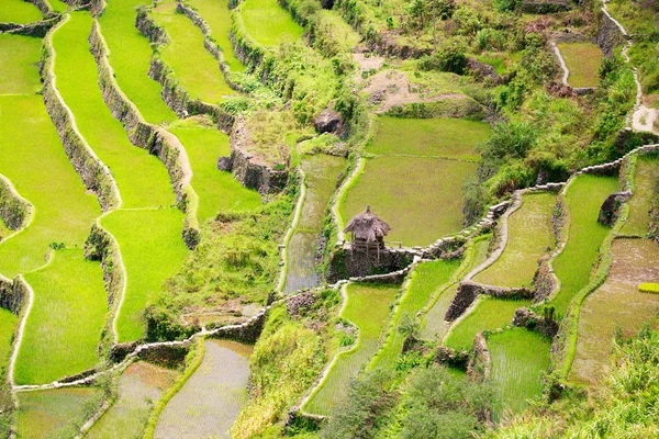 在菲律宾的水稻梯田。北方水稻种植 — 图库照片