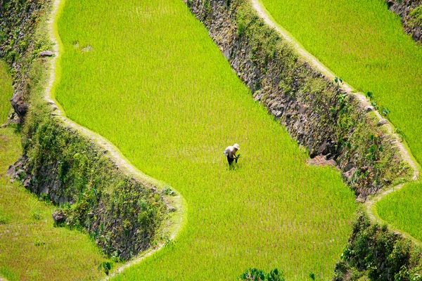Reisterrassen auf den Philippinen. Reisanbau im Norden — Stockfoto
