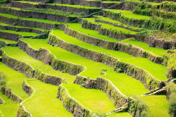 Terrazas de arroz en Filipinas. Cultivo de arroz en el norte — Foto de Stock