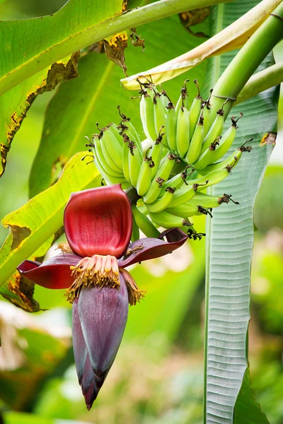 La fleur et le fruit de la banane poussant sur un bananier . — Photo