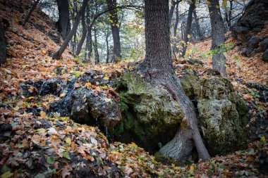 Su damlatan bir kayaya gömülü bir ağaç.