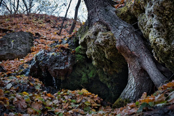 Uma Árvore Embutida Numa Rocha Que Goteja Água — Fotografia de Stock