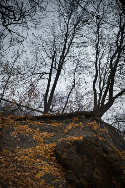 Dağlarda Sonbahar Akşamı Ormanı — Stok fotoğraf
