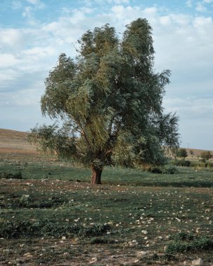 Taşlı bir tarlada bir ağaç