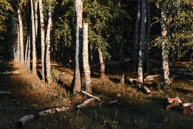 Huş ağacı orman sonbahar