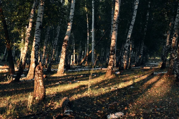 Лучи Заката Проникающие Березовую Рощу — стоковое фото