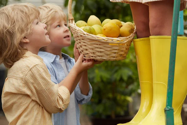 Küçük kardeşler ablanın limon toplamasına yardım eder. — Stok fotoğraf