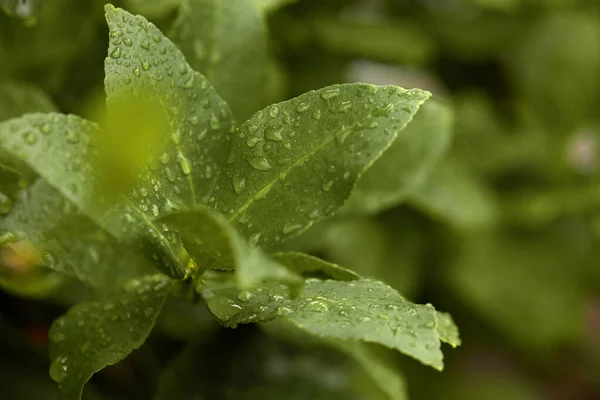 green and clean plant leaves in greenhouse