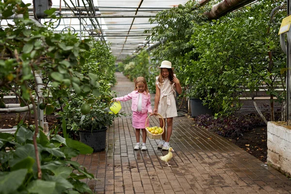 Två små flickor samlar färska citroner i trädgården — Stockfoto
