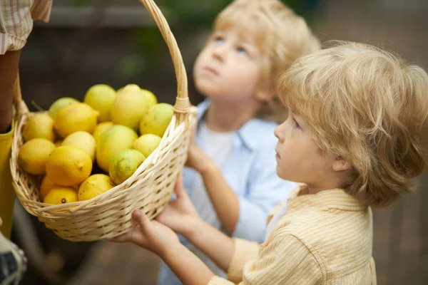 Dos niños caucásicos ayudan a sostener la cesta con limones en el jardín —  Fotos de Stock