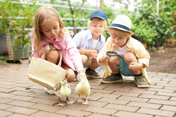 Kinder bemerkten kleine Entchen im Garten — Stockfoto