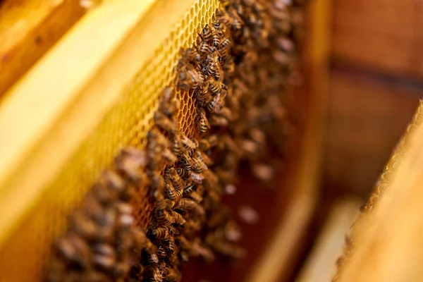 Foto de cerca de abejas en una celda con larvas. abejas nidadas —  Fotos de Stock