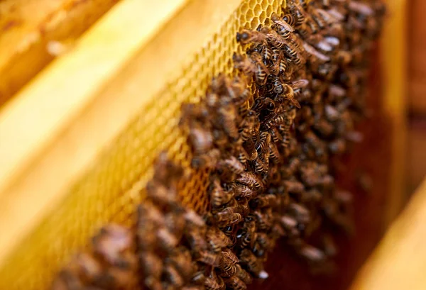 Zbliżenie zdjęcie pszczół na pasiece domowej — Zdjęcie stockowe