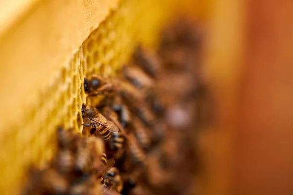Közeli kép méhekről egy lárvákkal teli sejten. méhfiasítás — Stock Fotó