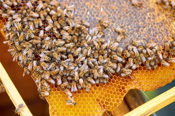 Muchas abejas recogen polen, lo amontonan en células —  Fotos de Stock