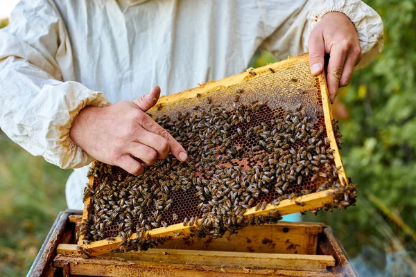 Včelař kontroluje včely v úlu na plástech medonosných — Stock fotografie
