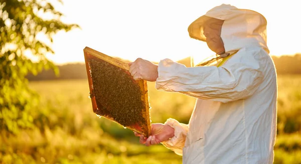 Portret dorosłego pszczelarza trzymającego plaster miodu pełen pszczół — Zdjęcie stockowe