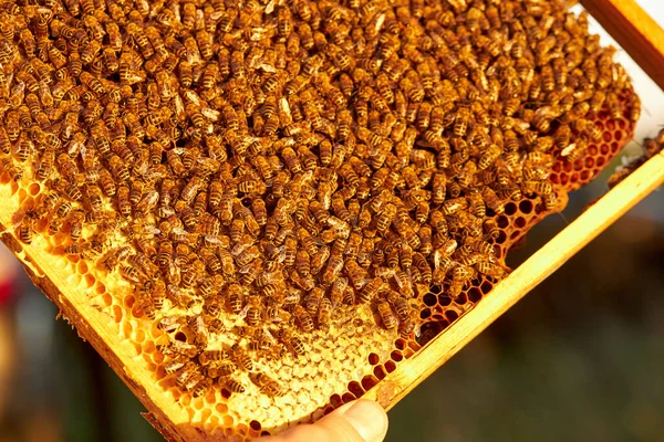 Vista de cerca de las abejas que trabajan en el panal, recogiendo miel dulce —  Fotos de Stock