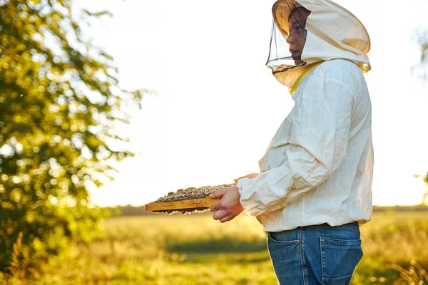 Selbstbewusste männliche Imker beim Sammeln von Honig. Bienenzuchtkonzept — Stockfoto