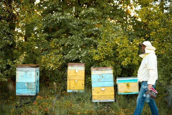 Arılarda çalışan kendine güvenen yetişkin arı yetiştiricisi, küçük iş konsepti. — Stok fotoğraf