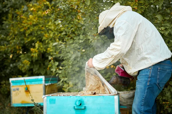 勤勉な大人の養蜂家は蜂の養殖場で養蜂家と仕事をしています — ストック写真
