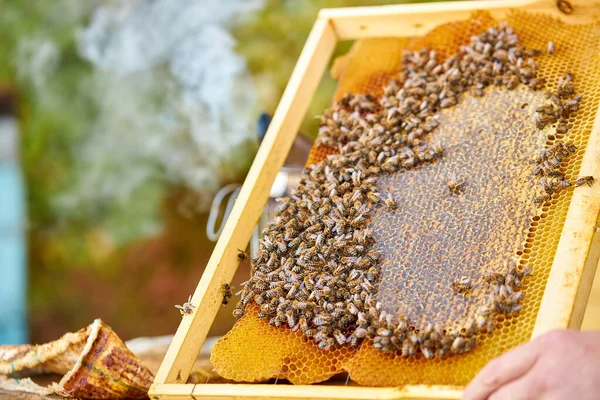 Un sacco di api raccolgono il polline, l'hanno accumulato in cellule — Foto Stock