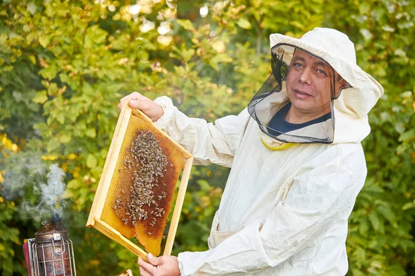 Apicoltore studioso maschio in indumenti protettivi da lavoro che ispeziona telaio in apiario — Foto Stock