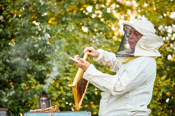 Apicultor estudioso varón en el marco protector de inspección de ropa de trabajo en apiary —  Fotos de Stock