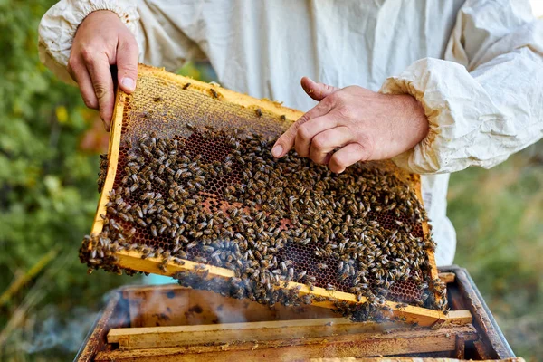 Pilný včelař v ochranném rámu na včelíně — Stock fotografie