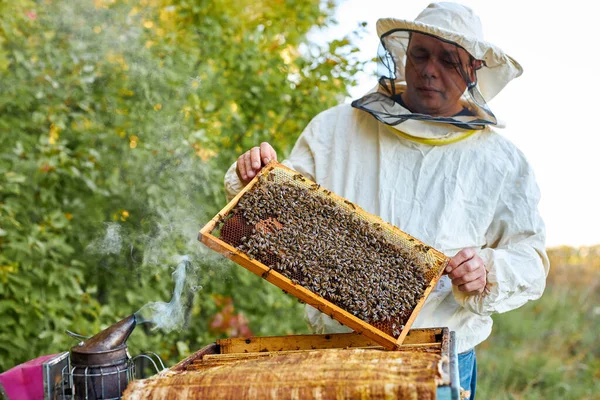 Apicultor revisando abejas en una colmena en panal —  Fotos de Stock