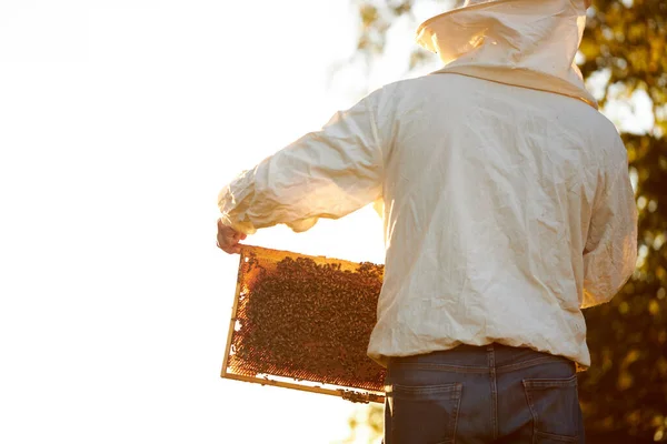 Apicultor adulto confiado que trabaja en apiary, concepto de la pequeña empresa —  Fotos de Stock