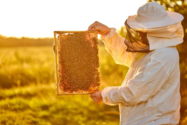 Apicultor estudioso varón en el marco protector de inspección de ropa de trabajo en apiary —  Fotos de Stock