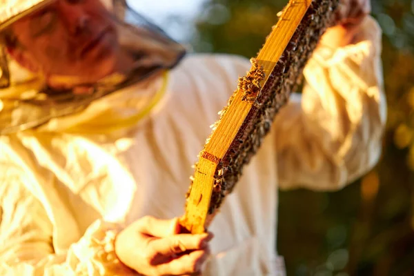 Apicoltore studioso maschio in indumenti protettivi da lavoro che ispeziona telaio in apiario — Foto Stock