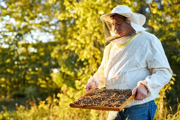 Maestro de la abeja caucásica en colmenar con traje protector y máscara —  Fotos de Stock