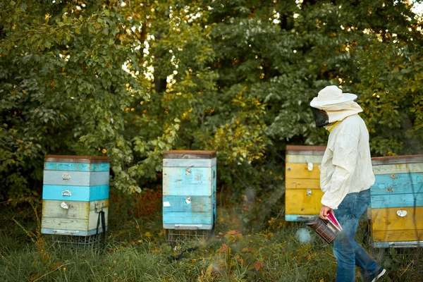 Apicultor hombre que trabaja en colmenar, utilizando abeja fumador —  Fotos de Stock