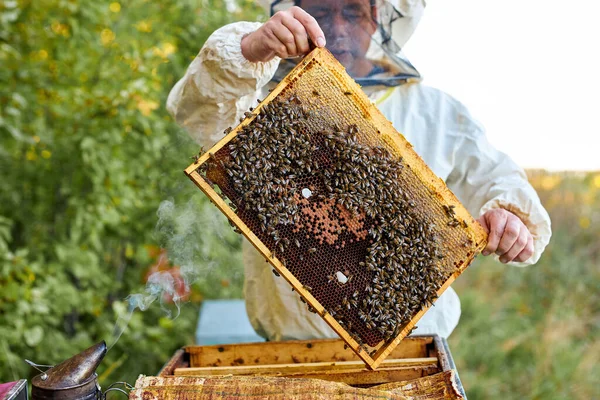 Apicultor estudioso varón en el marco protector de inspección de ropa de trabajo en apiary Imágenes de stock libres de derechos