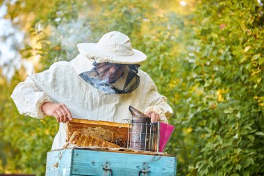 Arıcı bal peteğindeki arı kovanında bal arılarını kontrol ediyor.