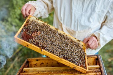 Beyaz arı üstadı koruyucu elbise ve maske takıyor.