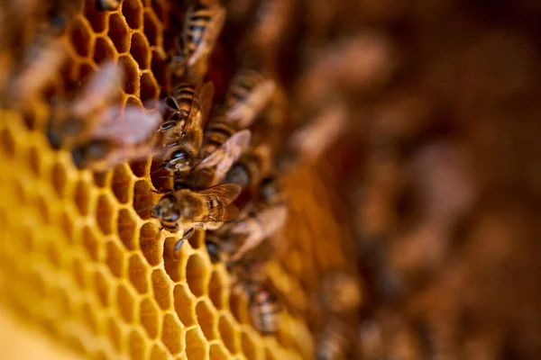幼虫のいる細胞上のミツバチのクローズアップ写真です。蜂の巣 — ストック写真