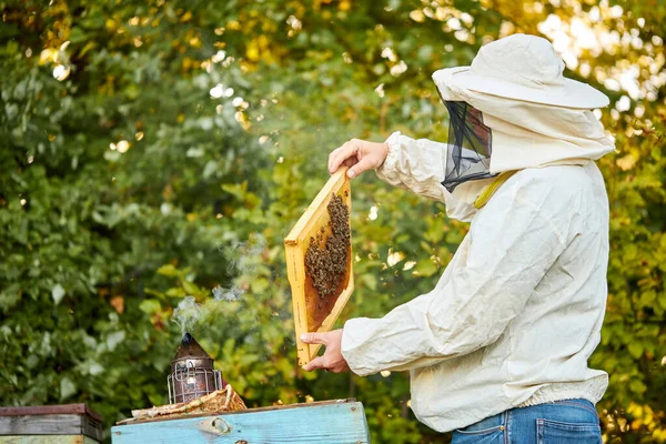 Apicultor revisando abejas en una colmena en panal —  Fotos de Stock