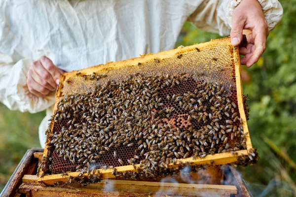 Maestro de la abeja caucásica en colmenar con traje protector y máscara —  Fotos de Stock