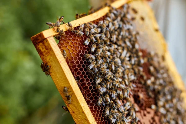 自信のある男性養蜂家は蜂蜜を集めるために働いています。有機養蜂の概念は — ストック写真