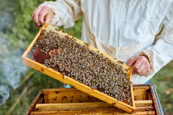 Kavkazský včelí mistr na včelíně v ochranném obleku a masce — Stock fotografie