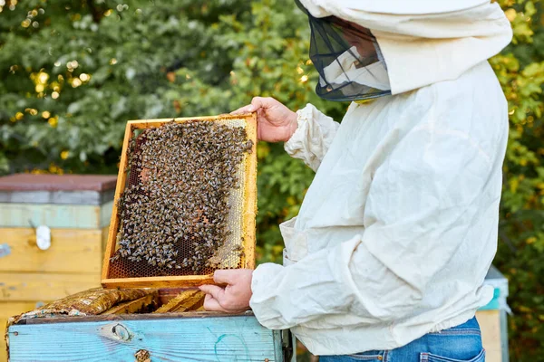 Arıcı bal peteğindeki arı kovanında bal arılarını kontrol ediyor.