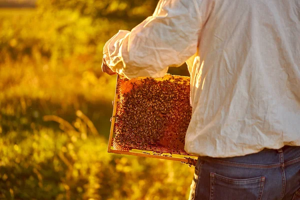Portrét dospělého muže včelaře držícího medovinu plnou včel — Stock fotografie