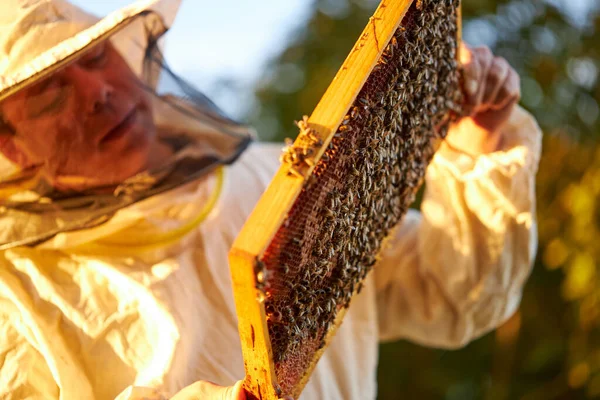 Apicoltore fiducioso su apiario in uniforme, tuta protettiva — Foto Stock