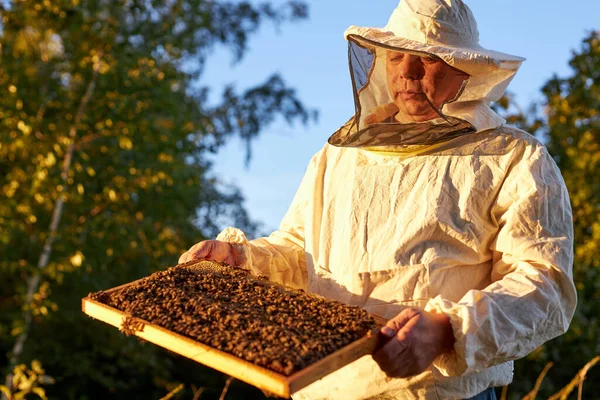 Apicultor seguro en apiary en uniforme, traje protector —  Fotos de Stock