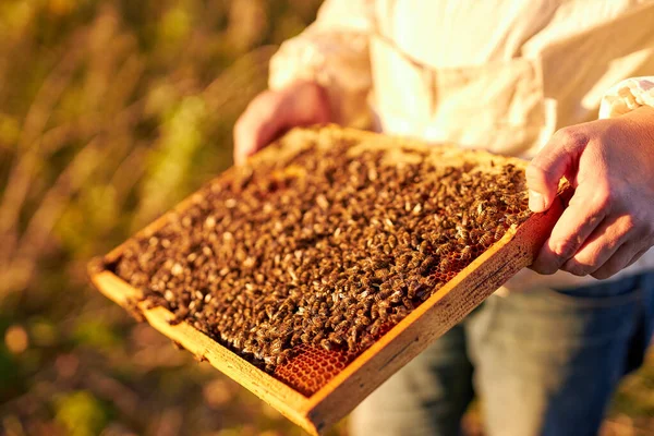 Portrét dospělého muže včelaře držícího medovinu plnou včel — Stock fotografie