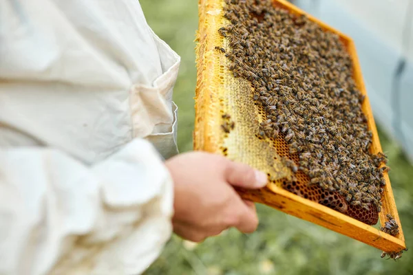 Sebevědomý včelař pracující na sběru medu. koncepce organického včelařství — Stock fotografie